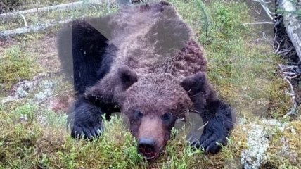 Голодное животное преследовало людей: всплыли детали нападения медведя на туристов в России