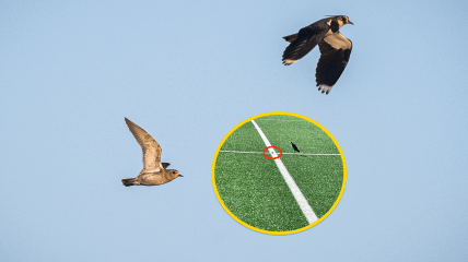 Редкие птицы поселились прямо на футбольном поле