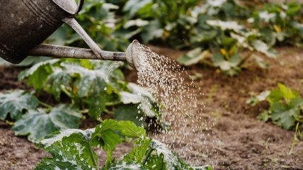 Посевной календарь на апрель 2022 года: благоприятные дни для посадки картошки, лука, кабачков