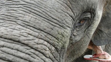 В Одессе отметили Всемирный день защиты слонов