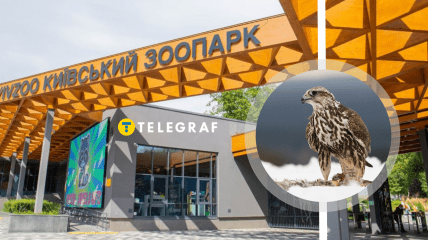 Сокол Балобан вырос в Киевском зоопарке