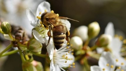 Прогноз погоди: вночі - сильні заморозки, вдень - до 20° тепла