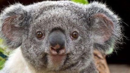 Улыбка до ушей: забавные фото коал, на которые можно смотреть вечно