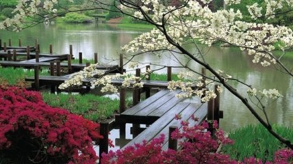 Япония - cтрана цветущей сакуры