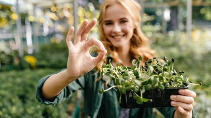 Крепкая рассада требует ухода