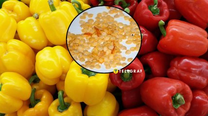 Найкращий ранній болгарський перець