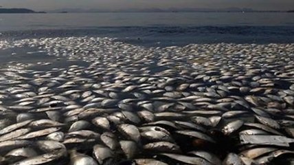 Глобальное потепление уничтожает популяцию лосося на Аляске