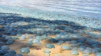 Российский курорт в Краснодарском крае заполонили мертвые медузы: фото