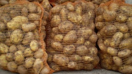 Беларусь отменила ограничение на ввоз картофеля из Украины 