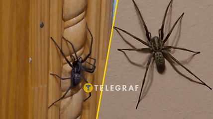 Великий домашній павук