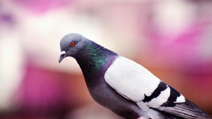Как отпугнуть голубей от балкона - лайфхаки