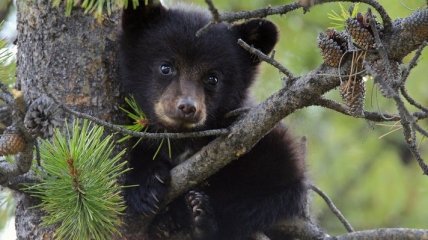 В винницком зоопарке представили 2-х гималайских медвежат