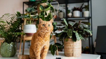 Розповідаємо, які рослини можуть нашкодити здоров’ю кота вдома