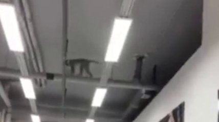 "Кругом один зоопарк": обезьяна сбежала из цирка в торговый центр и насмешила сеть (видео)