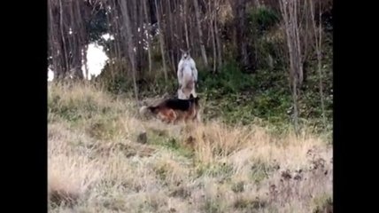 Кто кого: забавная схватка кенгуру и немецкой овчарки (Видео)