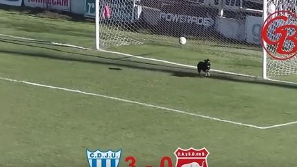 Собака-вратарь отбила мяч, который летел в ворота (Видео)