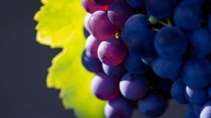 Удивительные свойства винограда