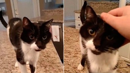 Такое "Мяу" вы еще не слышали: кот с самым мощным басом покорил Facebook (Видео)