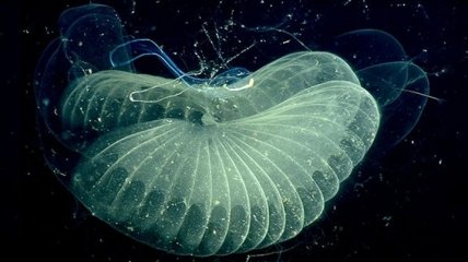 "Самое странное существо из глубин" рассмотрели в деталях (Видео)