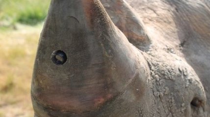Защитники животных оснастили носорогов камерой (Видео)