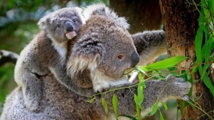 Ученые сделали неожиданное открытие о коалах