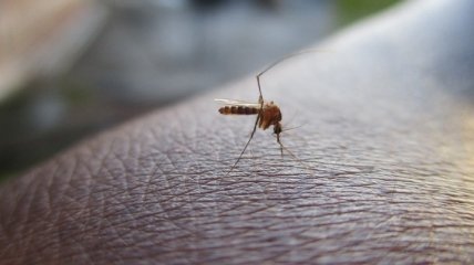 Графен vs комары: Самому тонкому материалу в мире придумали новое применение