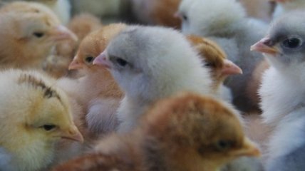 В Харьковской области сгорела птицеферма: погибли около 1000 цыплят 