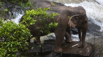 Пытались помочь друг другу: у таиландского водопада погибли 6 слонов (Видео)