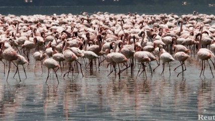 Озеро розовых фламинго