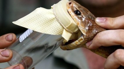 Ученые изобрели противоядие от змеиных укусов
