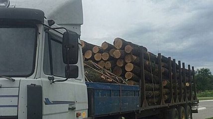 В Хмельницкой области разоблачен незаконный экспорт древесины