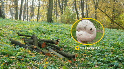 Порхавка гігантська