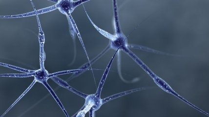 Как выглядит нейронная активность в мозге?