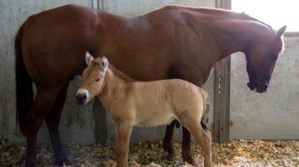 Назвали Куртом: в США успешно клонировали коня Пржевальского (Видео)