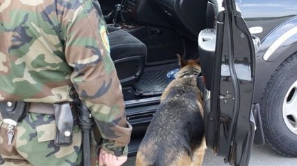 В Закарпатской области пес пограничников обнаружил контрабандные сигареты