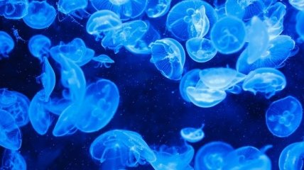 Ученые научились контролировать движения медуз и ускорили их втрое