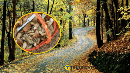 Продолжается время "грибной охоты"