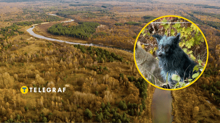 Собаки зоны отчуждения изменили цвет