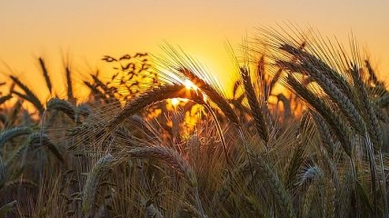 Урожай-2020: какие области лидируют по сбору зерна