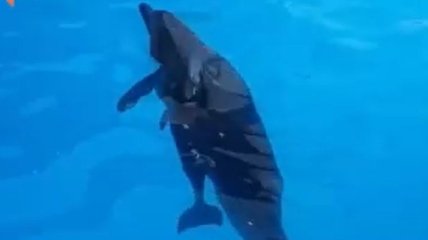 В харьковском дельфинарии родился дельфиненок (видео)