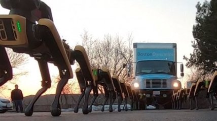 Роботы SpotMini прокатили в упряжке грузовик (Видео)