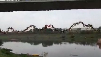 245 роупджамперов установили рекорд, одновременно спрыгнув с моста (Видео)