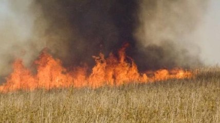 В Украине пожары уничтожили 102,8 га зерновых культур