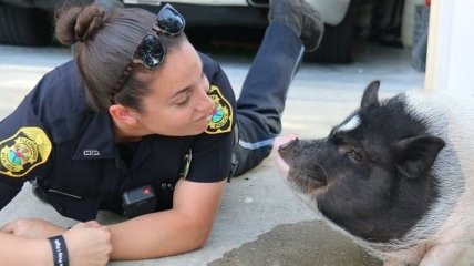Свинка-воровка: курьез со свиньей, которая похитила сердца полицейских