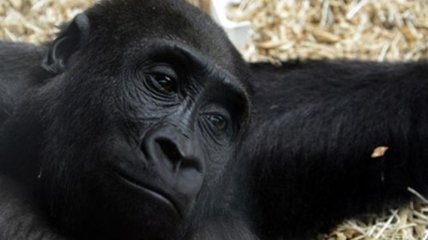 Чем опасны  шимпанзе?
