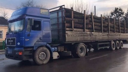 Крал у природы: В Черкасской области задержали чиновника, который незаконно сбывал древесину