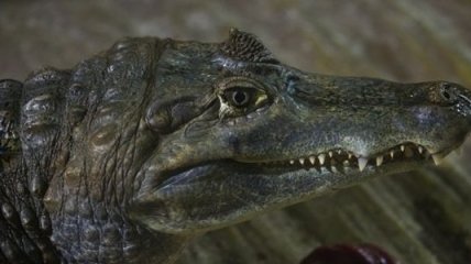 Штраф за издевательства над нильским крокодилом  