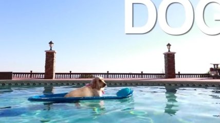 Видеоролик с собакой в надувной лодке назвали "лучшим в сети" (Видео)
