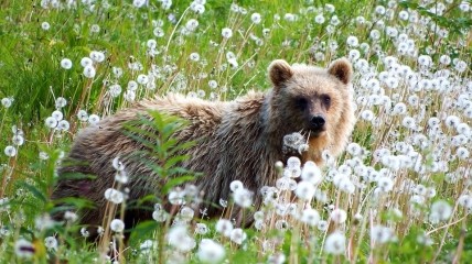 Главным событием Евтропиева дня было пробуждение медведей