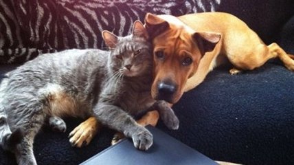 Невероятные примеры дружбы между животными (Фото)